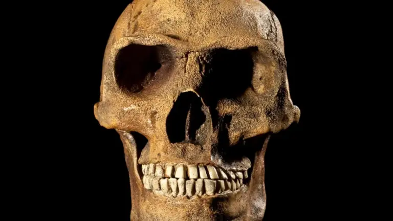 Нова скамянілість зсунула появу Homo erectus на 200 тисяч років назад Нова скамянілість зсунула появу Homo erectus на 200 тисяч років назад